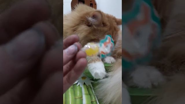 Дай конфетку... козлина. смотреть онлайн