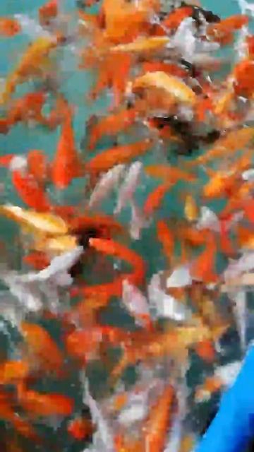 Карпы кои Киев,цветные карпы цена,японский карп,карпы кои оптом,малек карп кои,нимфеи,рыбки,jpd смотреть онлайн