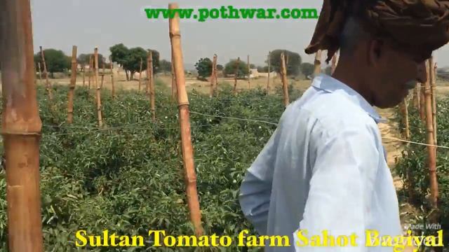 Sultan Tomato Sahot Bagiyal смотреть онлайн