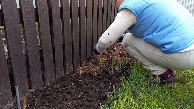 Идея для сада. Бесплатное мульчирование из леса смотреть онлайн