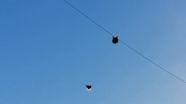 Голуби Лозоватского. 5 ноября 2020г. смотреть онлайн