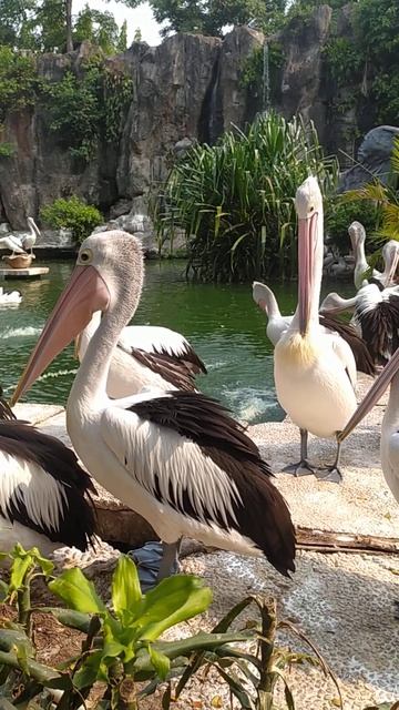 Pelican Bangau bergembira -Pengacara Balikpapan Jakarta Bali 085348543327 Attorney solicitor Divorc смотреть онлайн