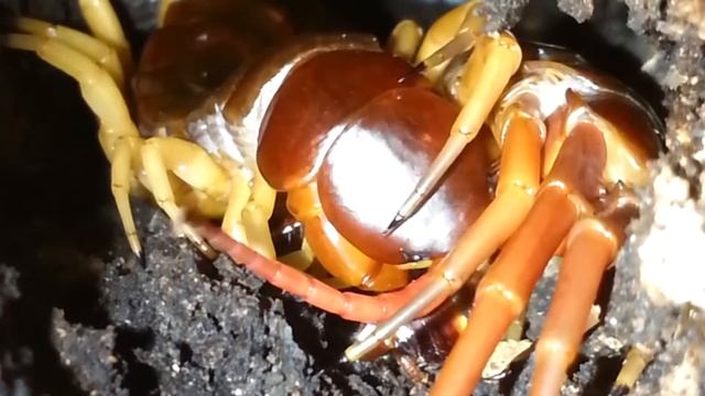 Scolopendra subspinipes dehaani fast eating смотреть онлайн