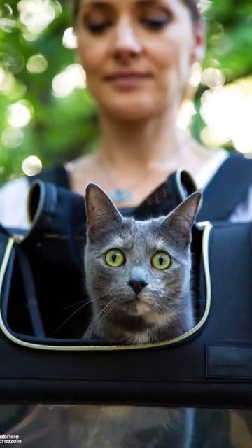 Vita con un gatto: la vera amicizia! #gatti #gioia #travelwithus смотреть онлайн