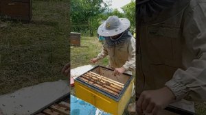 КАК ПОДСАДИТЬ МАТКУ ИО В ОТВОДОК РАБОЧИЙ СПОСОБ!!! 100%