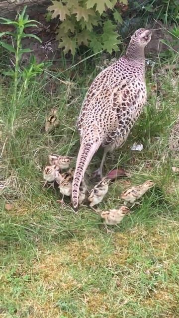 Fashähnchen смотреть онлайн