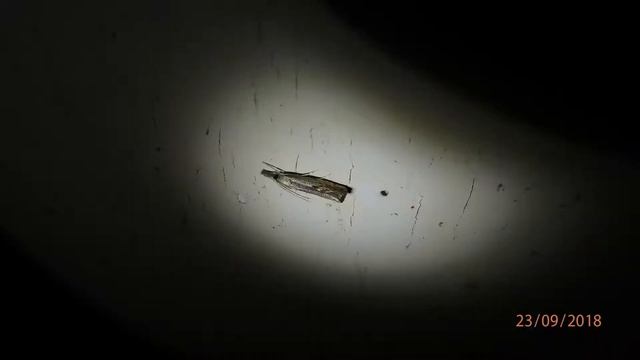 Agriphila sp Greece 24.9.2018 смотреть онлайн