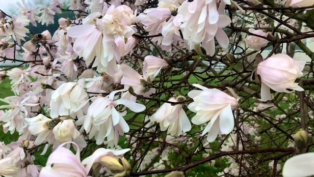 candidi petali di magnolia stellata April 11, 2021 смотреть онлайн