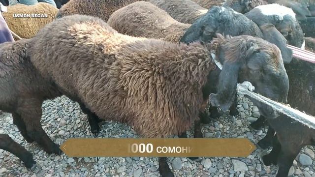 мол бозори шахринав пайшанбе бозор