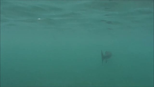 barracuda Charges Camera смотреть онлайн