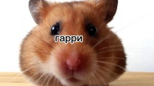 как назвать хомяка (мальчика)