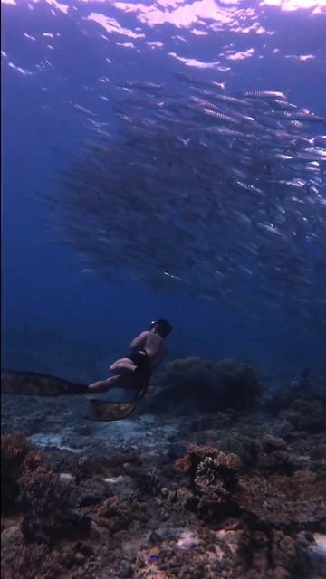 Barracuda’s #mackoyvlogs #freediving смотреть онлайн