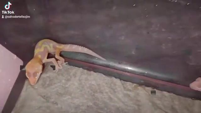 HC Tremper tangerine jungle y HC Raptor tangerine смотреть онлайн