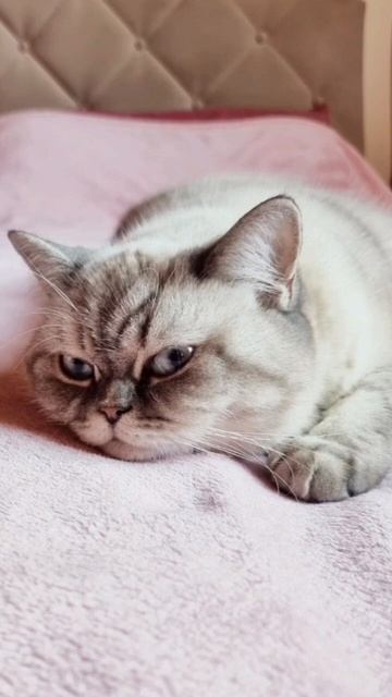 I smile at this world🐾😻❣️/котики/смешные котики/семья/восхитительные животные 2022/funnycat/