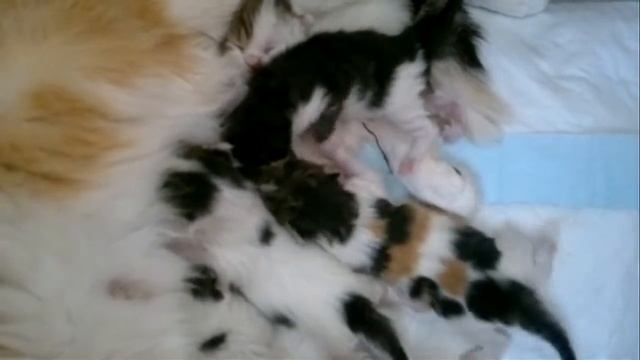 Котята кушать хотят смотреть онлайн