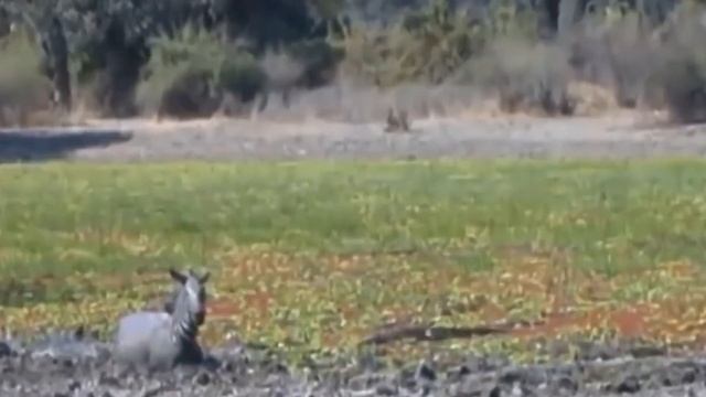 The Mother Lion Tries To Protect Her Cubs From The Terrible Pursuit Of The Zebra смотреть онлайн