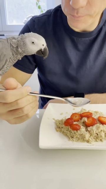 Смотри в свою тарелку!) Попугай Винчи вместе с нами за столом) #shorts смотреть онлайн