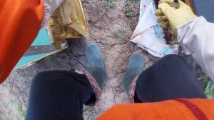 Как спасти слабую семью пчел весной! Спасаем слабую пчелосемью