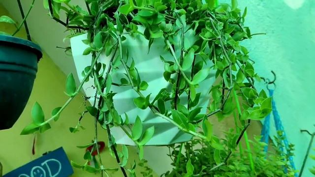 My terrace garden | 300+rare variety plants| Part-2@vickysgreenkingdom7717 смотреть онлайн
