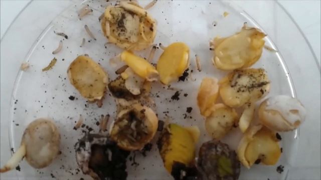 Delia platura смотреть онлайн