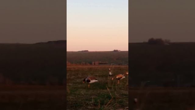 Открываем весенний сезон охоты на гуся, ждём налётов 🤗 смотреть онлайн