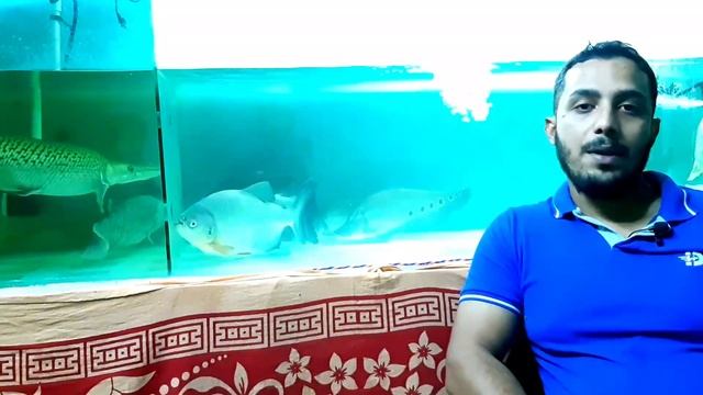 Piranha fish in aquarium in Hindi смотреть онлайн