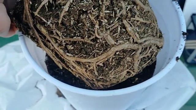 Repotting my Monstera Deliciosa смотреть онлайн