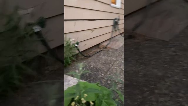 Finding an invasive Paulownia tomentosa in the backyard смотреть онлайн