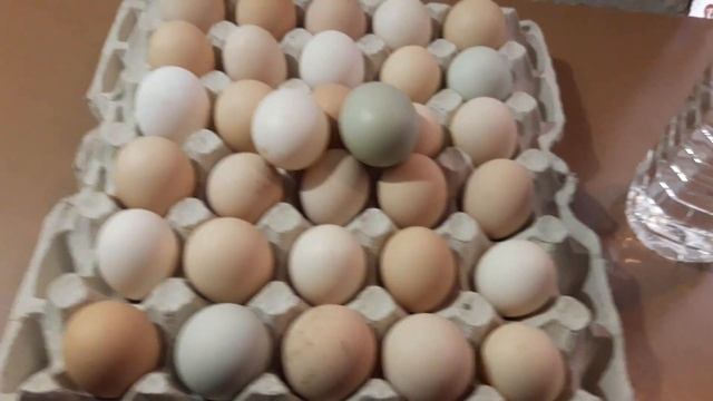 Один из способов пропойки кур. Чтобы хорошо неслись. смотреть онлайн