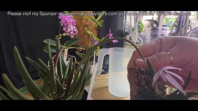 Leptotes Bicolor & Leptotes Unicolor Comparison.