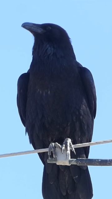 Chatty Raven #birds #wildlife #nevada #nature #raven #corvids #2024 #animals #pahrump смотреть онлайн