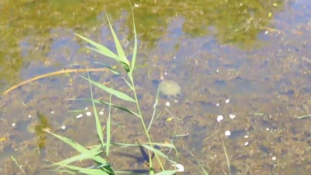 В мире животных.28.06.2024.In the animal world.28.06.2024. смотреть онлайн