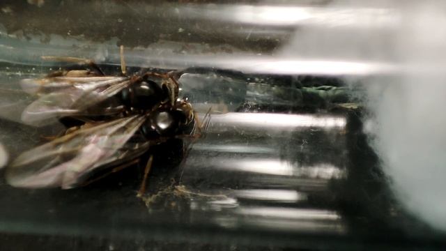 Что там с мурашами???/Lasius Niger/