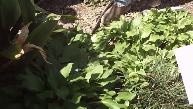 Hosta spp 玉簪 смотреть онлайн