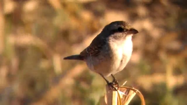 Red-backed Shrike - Lanius collurio, Bratislava 6.9.2012 (2) смотреть онлайн