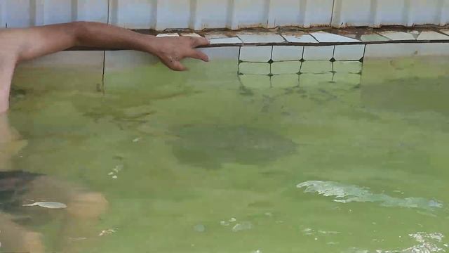 Тошкент вил. Юқори Чирчиқ тумани Саҳибкор МФЙдаги шифобахш иссиқ сув кўринг ва келинг шифо топасиз смотреть онлайн