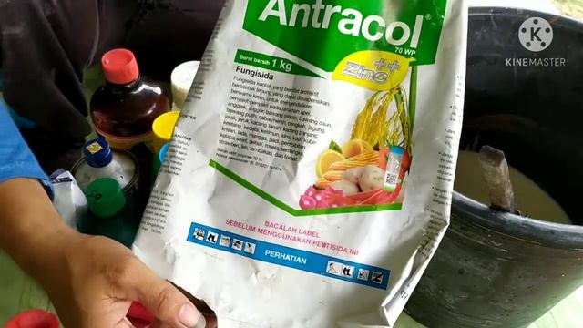 Insektisida Pembasmi Ulat Tanah, Kupu Kupu, Ulat grayak sodoptera litura смотреть онлайн