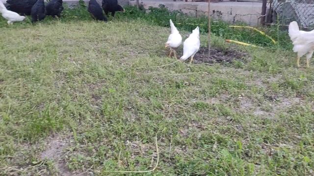 Джерсийский гигант. #джерси #джерсийскийгигант#тоокбазар #куры #породистыекуры#тообазар#итбазар смотреть онлайн