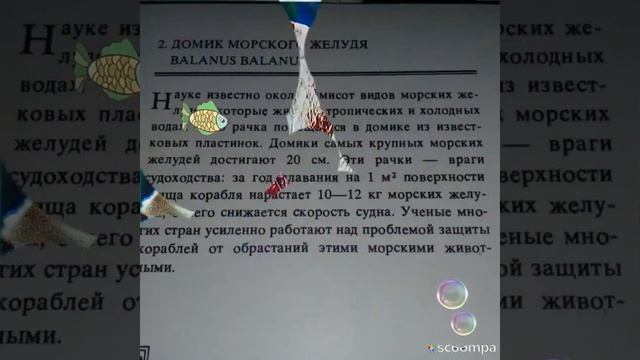 Обитатели океана!Домик морского жёлудя! смотреть онлайн