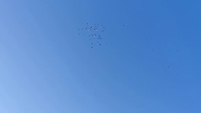 Воронежские зоревые 06.08.2023 смотреть онлайн