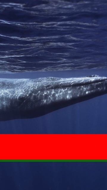 Did You Know The Biggest Fish..