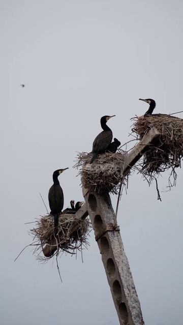 Бакланы гнездятся на озере Караколь, Мангистау, май 2020 г. смотреть онлайн
