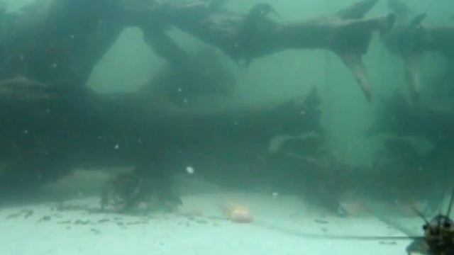 Cherax quadricarinatus feeding смотреть онлайн