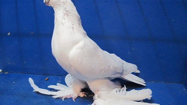 Белые 2010 года. - Азиаты Цыбули Сергеевича Бишкек Голуби Кыргызстана смотреть онлайн