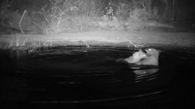 HYENAS FIGHT FOR DOMINANCE | Ranger Insights смотреть онлайн