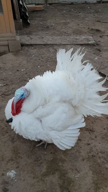 С индюками шутки плохи! смотреть онлайн