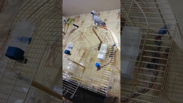 Жако и Ожерелик смотреть онлайн