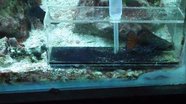 Dragonets Den 2 смотреть онлайн
