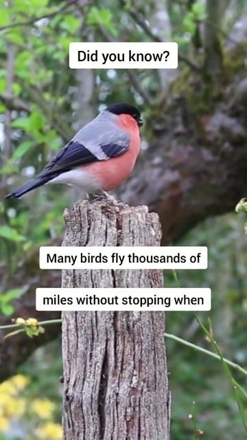 Amazing fact of Bird Migration | #shorts | #youtubeshorts смотреть онлайн