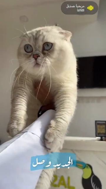 Scottish Fold ns11 33 смотреть онлайн